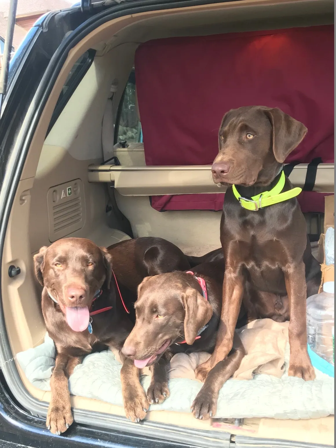 chocolate pointing labs