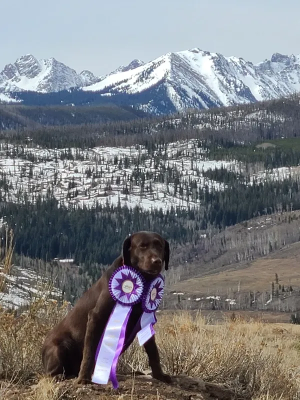chocolate pointing labs