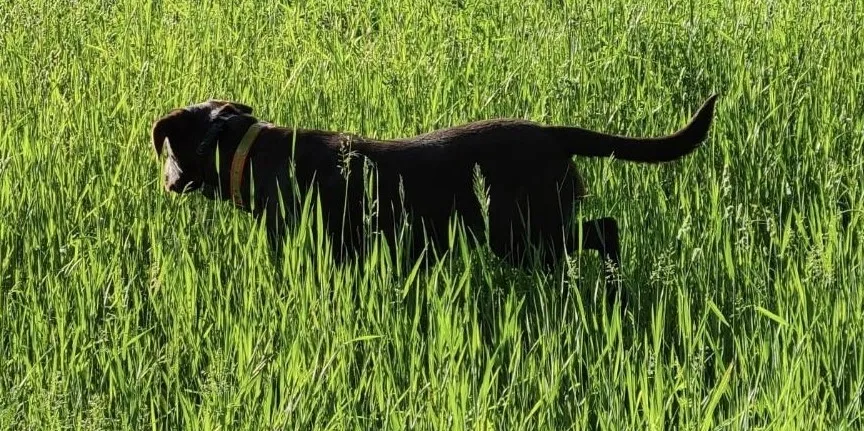 Chocolate Pointing Lab
