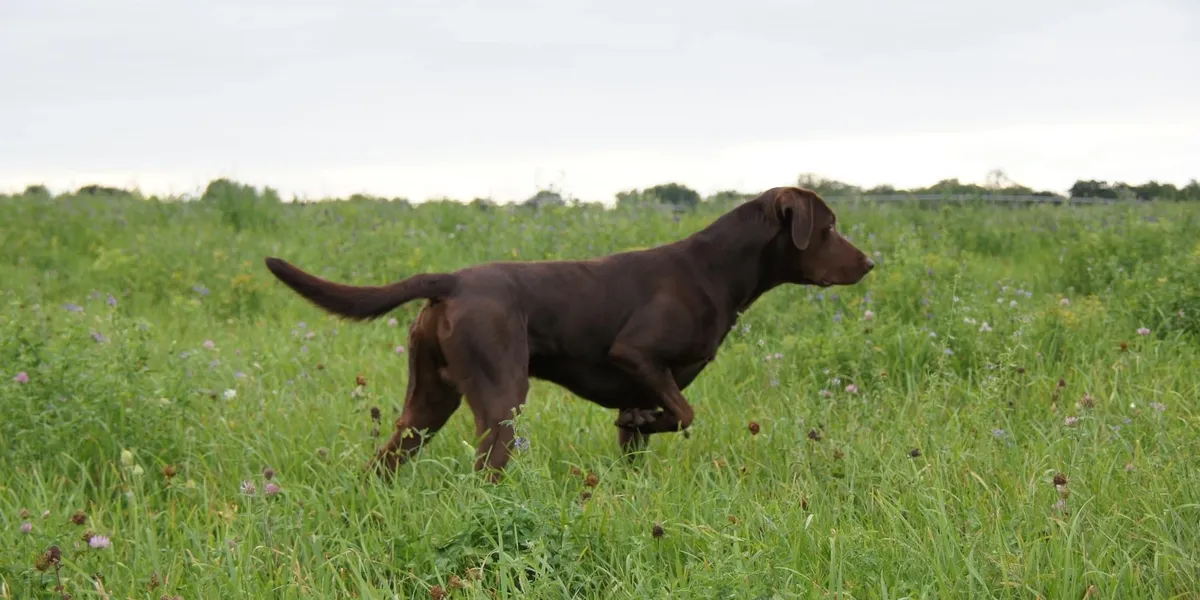 Chocolate Pointing Lab